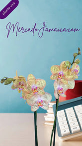 Arreglo Floral